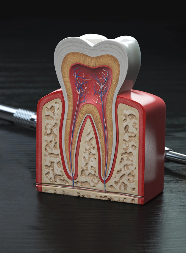 Anatomical cross-section model of human tooth structure showing pulp, dentin, and root canal system.